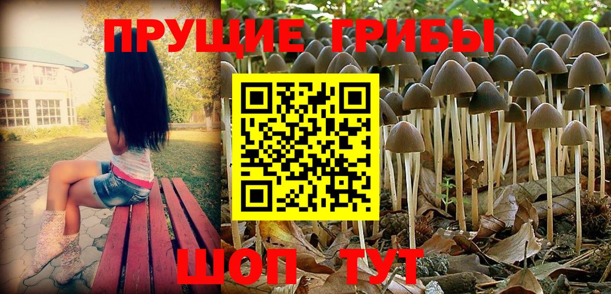 Галлюциногенные грибы Psilocybine cubensis Абакан
